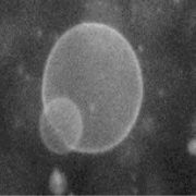 proto cell